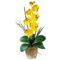 Single Stem Phalaenopsis