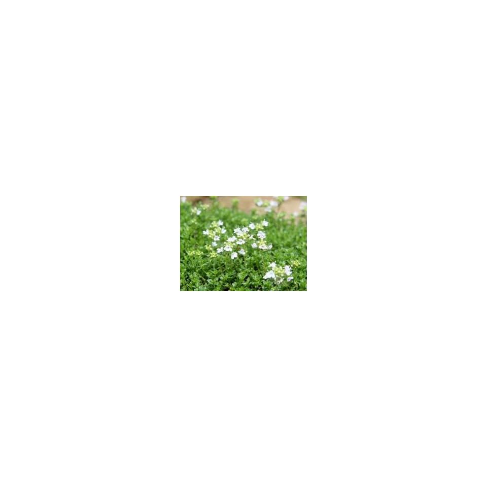 Weisser Teppich Thymian Thymus Serpyllum Albus Garten On Popscreen