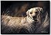 labrador9 - Yellow Labrador Lab Indoor Outdoor Doormat Mat Rug