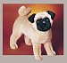 Plush Rocky Pug 14