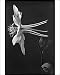 Photographic Prints of Aquilegia Caerulea (Colorado Blue Columbine) from Mary Evans