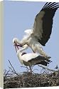 20 Inch Box Canvas (51cm) White stork - Adult male and female display by Ardea