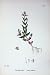 Botany Plants C1902 Lesser Scull-Cap Scutellaria Minor