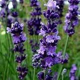 LIVRAISON GRATUITE : Huile Essentielle H.E.B.B.D. de LAVANDE FINE (Lavande Vraie) de Provence 10ML