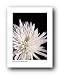 CHRYSANTHEMUM FLOWER PLANT PHOTOGRAPH 31.5X23.6 FINE ART PRINT IC01124