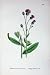Botany Plants C1902 Creeping Thistle Carduus Arvensis