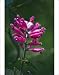Photographic Prints of Rosy-leaf sage (Salvia involucrata) from Science Photo Library