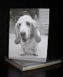 Talk to the Paw! Greeting Cards - Great to be a dog