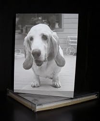 Talk to the Paw! Greeting Cards - Great to be a dog