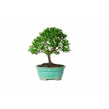 Brussel's Dwarf Eugenia Bonsai