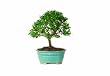 Brussel's Dwarf Eugenia Bonsai