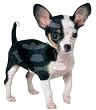 500 Piece Jigsaw Puzzle Chihuahua Dog Shaped
