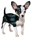   - 500 Piece Jigsaw Puzzle Chihuahua Dog Shaped