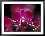 Taman Orchid, Kuala Lumpur, Malaysia Framed Art Poster Print by Michele Molinari, 49x39