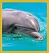Dolphin - portrait Bookmark Image