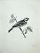 1908 Cirl Bunting Emberiza Cirlus Male Bird Print