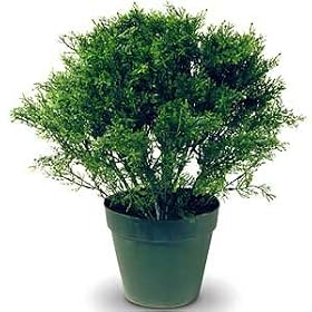 DECORATIVE SHRUBS JUNIPER GLOBE by Get Organized