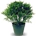Outdoor Living : DECORATIVE SHRUBS JUNIPER GLOBE