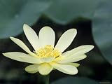 Close-Up of American Lotus Flower, Welder Wildlife Refuge, Rockport, Texas, USA Subject Photographic Poster Print by Rolf Nussbaumer, 16x12