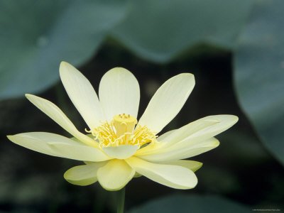 Close-Up of American Lotus Flower, Welder Wildlife Refuge, Rockport, Texas, USA Floral By Color Photographic Poster Print by Rolf Nussbaumer, 16x12