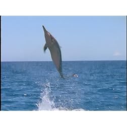 Ocean Acrobats: TheSpinner Dolphins