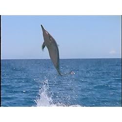 Ocean Acrobats: TheSpinner Dolphins