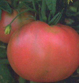 Brandywine Tomato 4 Plants - Good Tomato Taste!