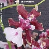 Onc. Sharry Baby "Sweet Fragrance"