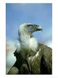 Griffon Vulture, Israel Photographic Poster Print by Eyal Bartov, 42x56