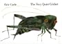 The Very Quiet Cricket