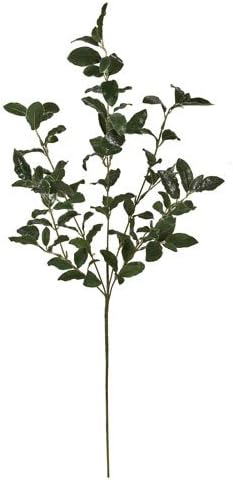 FX001110-24 frozen Ficus (japan import)