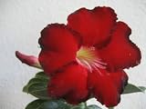 9GrenBox - Adenium Desert ROSE Black Fire House Plant Bonsai