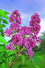 Lilac Medium Pillar