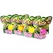 Fairy Magic : Fairy Magic Fizz n Surprise - 4 Pack_s-1