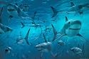 Great White Sharks Subject Poster Print, 36x24