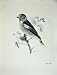 1907 Hawfinch Coccothraustes Vulgaris Male Bird Print