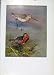 Bar Tailed Godwit Bird Fine Art Colored Print Plumage