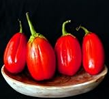 Rare Red Eggplant - Easy to Grow ! - Indoors or Out - B0018XUDSC