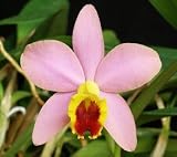 Slc Crystelle Smith 'BK Orchids'