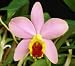 Slc Crystelle Smith 'BK Orchids'