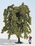 Weeping willow, 8 cm
