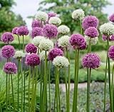 Wild About Allium Bulbs Mix