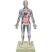 Transparent Man