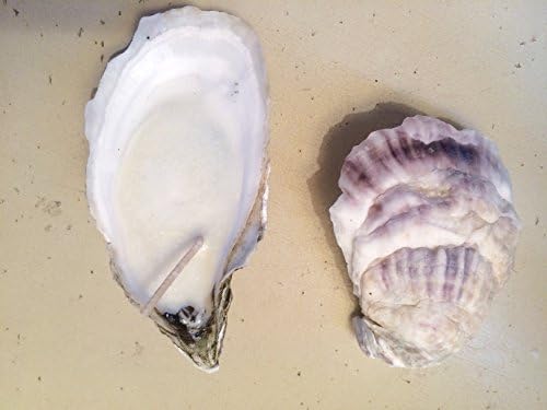 2 Large Oyster Shell Tealight Candles Made from Cape Cod 100% Soy