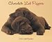 labrador27  - Chololate Lab Puppies 2010 Wall Calendar 13 X