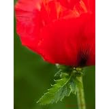 Blumen-Wandbild: Roter Mohn als Kunstdruck / Fotoprint im Format 60cm x 45cmvon "NatureToPrint"