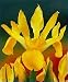 Kitchen & Housewares : Yellow Queen Dutch Iris 15 Bulbs - Great Cut Flower