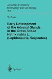 Early Development of the Adrenal Glands in Grass Snake Natrix natrix L.