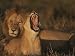 African Lion and Lioness, Yawn and Rest Together During Mating Season Art Photographi...
