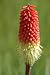 50 TORCH LILY Red Hot Poker / Tritoma / Kniphofia Uvaria Flower Seeds